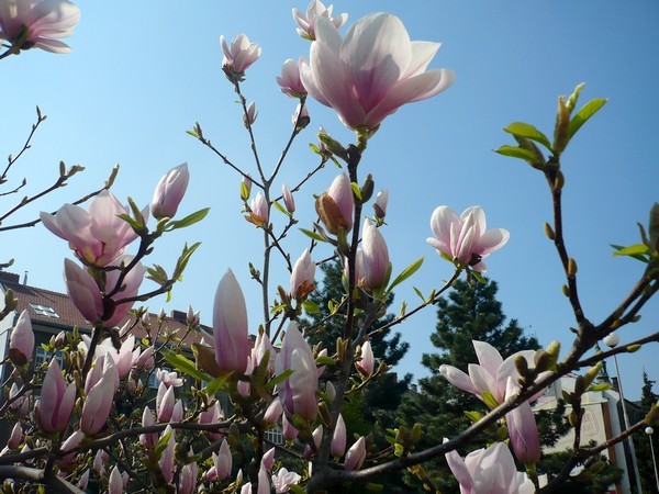 magnolie