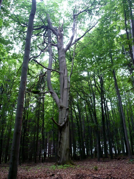 ent