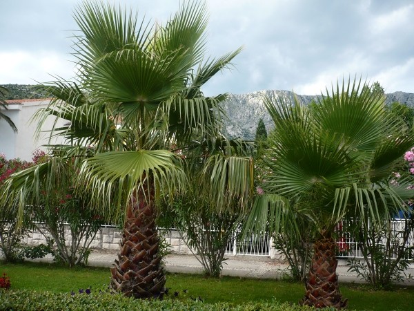 palmy