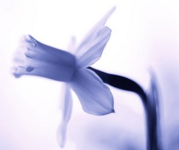 narcis