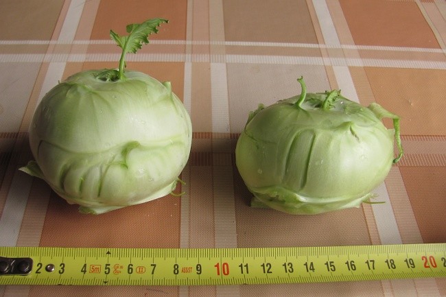 kedlubny