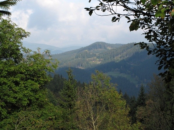 vhled z javoinky