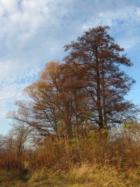 listopad