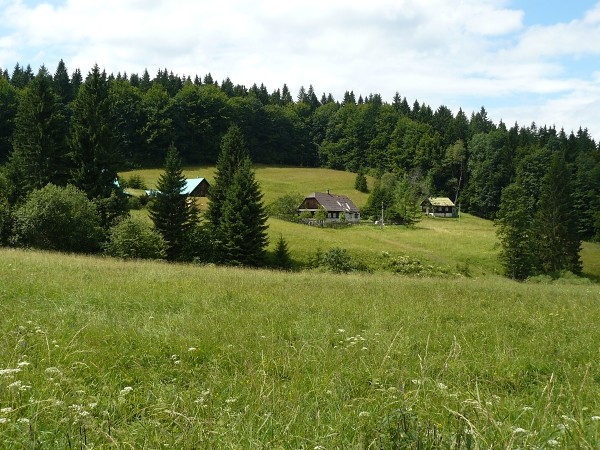 salajka