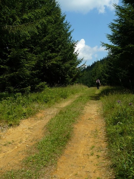cesta