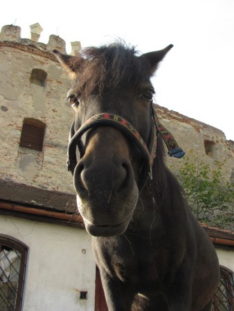 boskovsky k