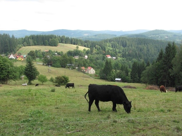 krvy