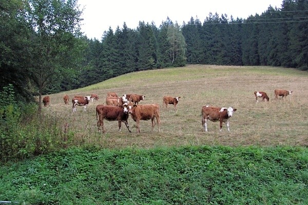krvy