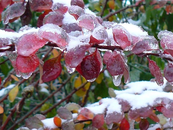 frozen