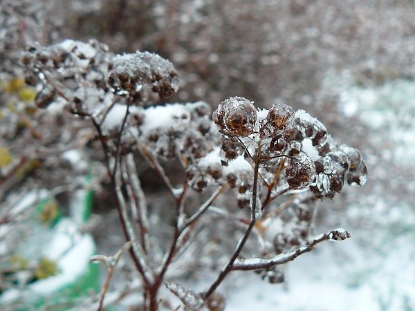 frozen