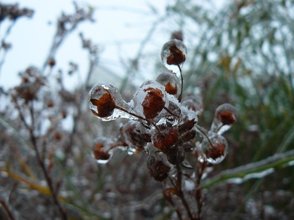 frozen