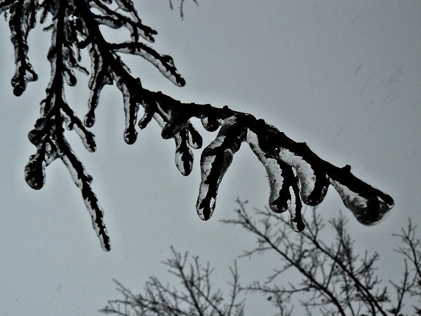 frozen