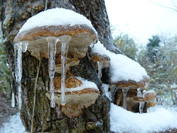frozen