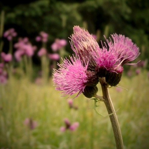 DSCF6258c
