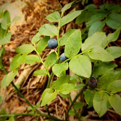DSCF6405