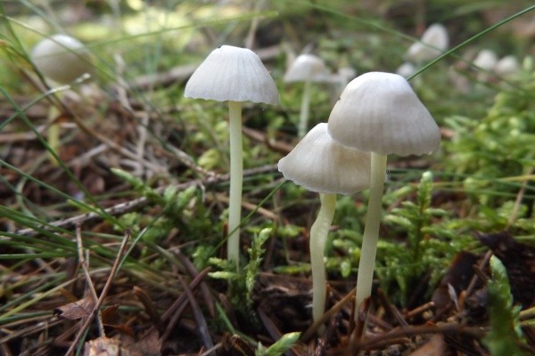 DSCF9532