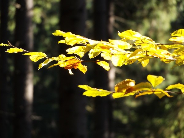 DSCF9574