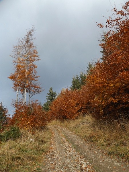 DSCF9707