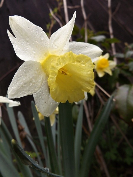 DSCF0578