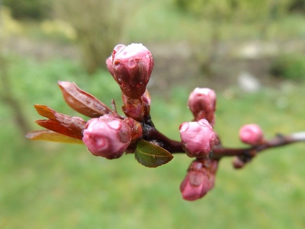 DSCF0579