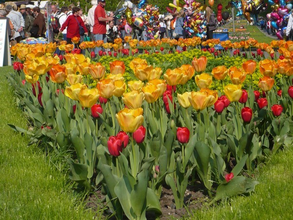 flora2008