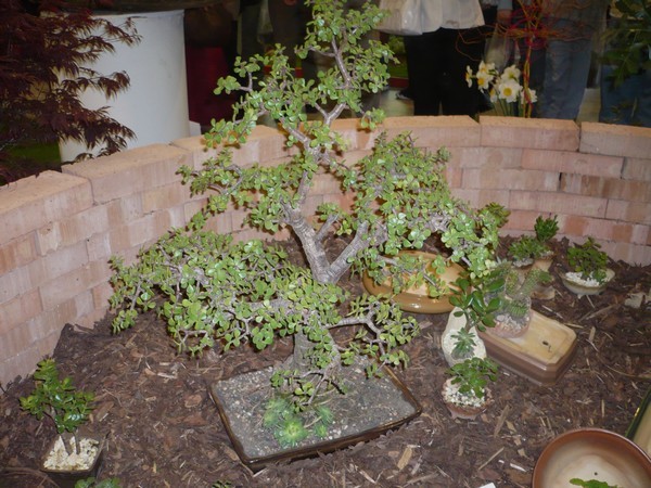 flora2008
