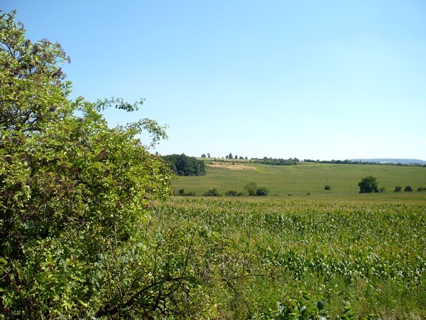 v poli
