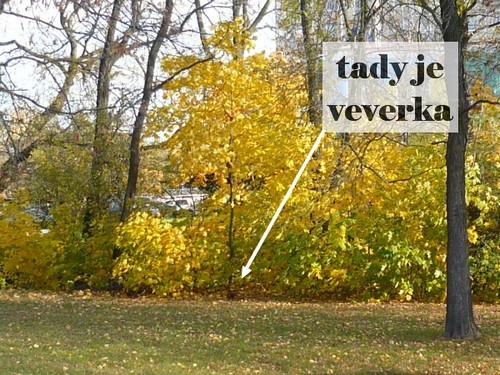 veverka