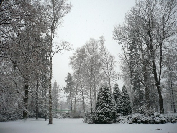 ronov